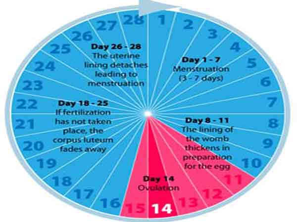 Menstruation Cycle Chart
